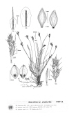 Plant Illustration Details