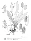 Plant Illustration Details