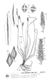 Plant Illustration Details