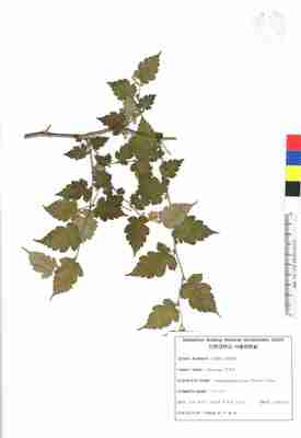 국수나무 1번째 표본 이미지