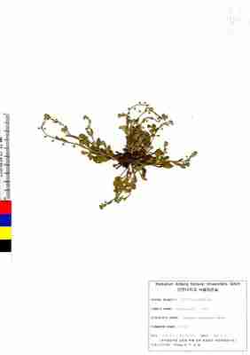 꽃마리 1번째 표본 이미지