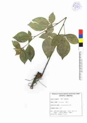 specimen image