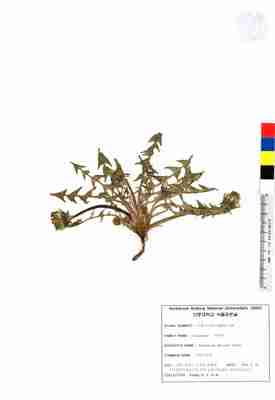 서양민들레 2번째 표본 이미지