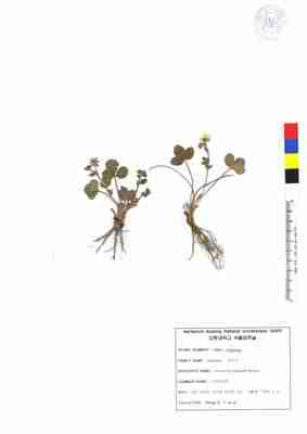 세잎양지꽃 3번째 표본 이미지