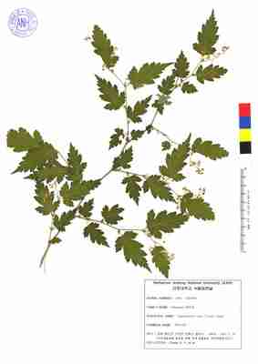 국수나무 3번째 표본 이미지