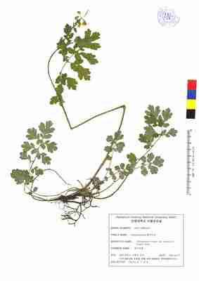 애기똥풀 1번째 표본 이미지