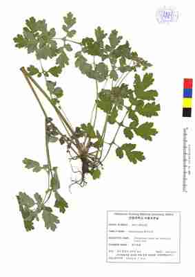 애기똥풀 2번째 표본 이미지