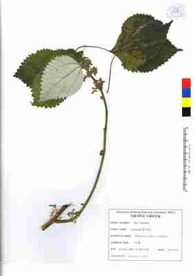 specimen image