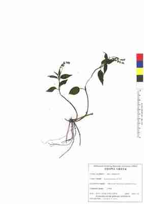 산쪽풀 2번째 표본 이미지