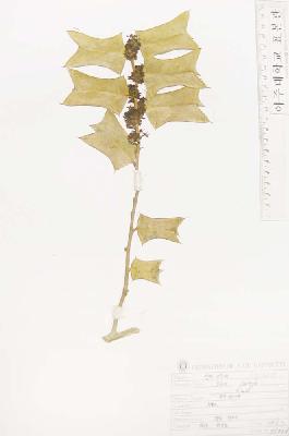 specimen image