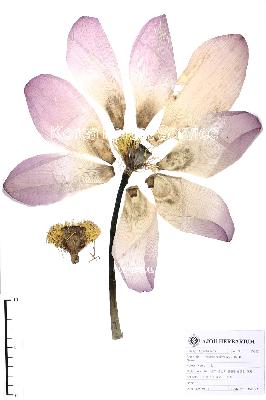 specimen image