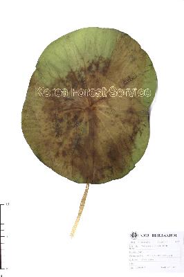 specimen image