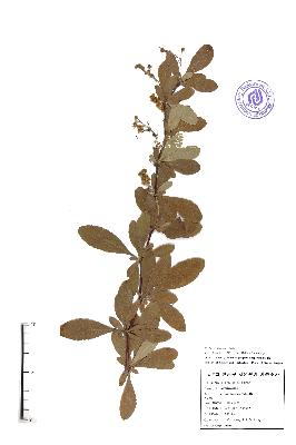 specimen image