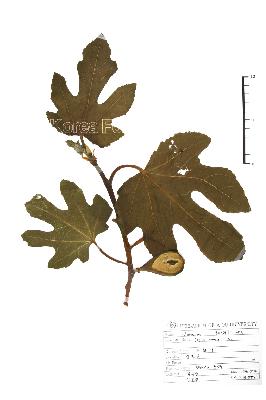 specimen image