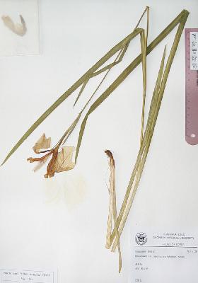 specimen image