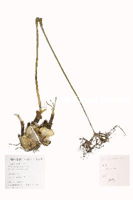 specimen image