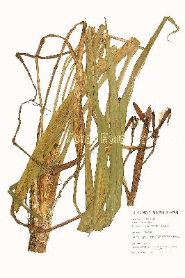 specimen image