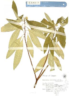 specimen image