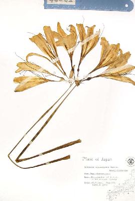 specimen image