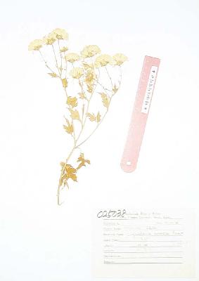 specimen image