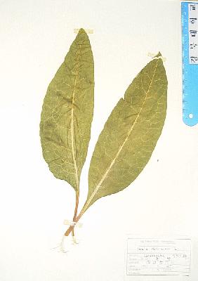 specimen image