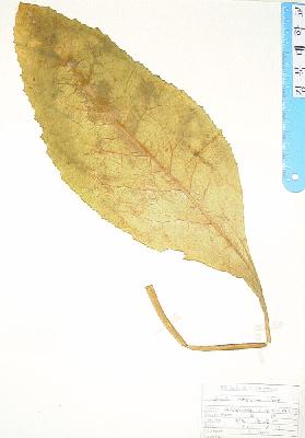 specimen image