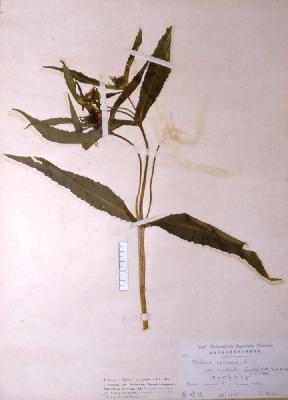좁은잎가막사리 1번째 표본 이미지