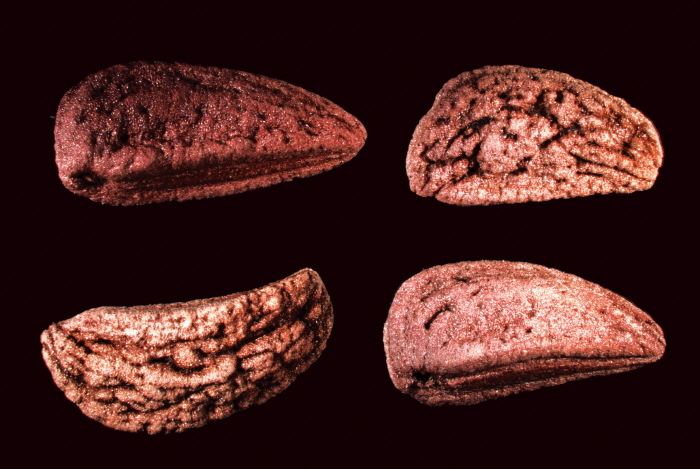 오갈피나무(Eleutherococcus sessiliflorus (Rupr. & Maxim.) S.Y.Hu) 종자