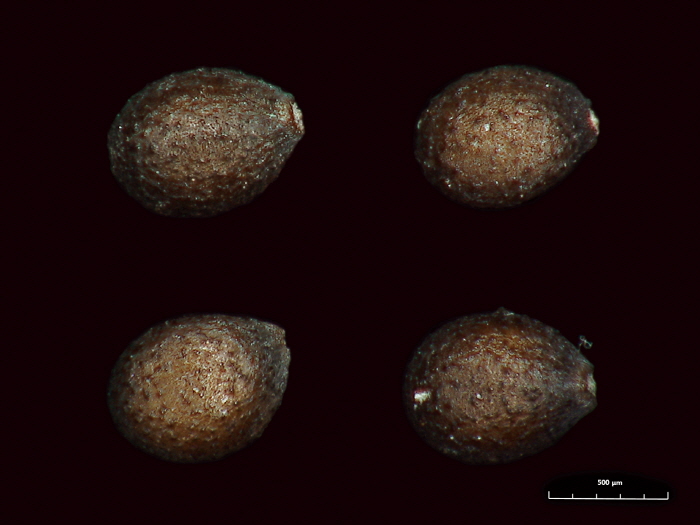 둥근배암차즈기(Salvia japonica Thunb.) 종자