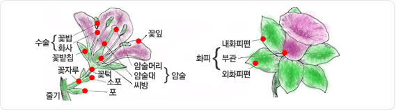 쌍떡잎 식물(쌍자엽실물)의 구조이미지입니다. 꽃의 상세구조를 먼저 설명하자면, 수술은 꽃밥, 화사로 이뤄져 있으며, 암술은 암술머리, 암술대, 씨방으로 이뤄져 있습니다. 꽃잎,꽃턱,꽃받침, 꽃자루, 소포, 포, 줄기로 이뤄져 있습니다. 내화피편, 부관, 외화피편으로 구성되어 있는 화피가 있습니다.