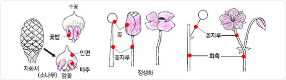 외떡잎 식물(단자엽 식물)의 자화서(수꽃, 암꽃)와 정생화 구조도입니다.