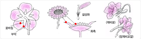 외떡잎 식물(단자엽 식물)의 꽃은 꽃바침, 부악으로 구성되어 있음을 설명하는 이미지와. 꽃입이 합쳐져서 1개의 꽃잎처럼 된 꽃인 설상화의 구조도 이미지와 제비꽃, 참제비꼬깔의 구조도 이미지 입니다.