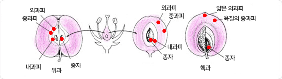 종자, 내과피, 중과피, 외과피로 구성된 위과와 종자, 육질의 중과피, 얇은 외과피로 구성된 핵과에 대한 열매 구조도입니다.