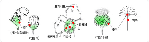 좌측은 가는잎할미꽃과 민들레의 포엽이미지이며, 중간은 안에서부터 기공극, 공변세포, 엽록체, 핵, 표피세포의 구조 이미지이며, 우측은 개담배풀의 총포이미지(총포설명 : 꽃자루가 단축되어 포가 한곳으로 밀집된 형태의 총포, 화축의 구조 이미지입니다.