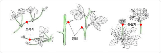 좌측에서 부터 포목지, 경침(식물의 줄기가 변태되어 질이 딱딱한 가시), 꽃줄기를 설명하는 이미지 입니다.