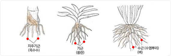 단자엽 식물의 뿌리구조로 옥수수등의 지주기근, 풍란의 기근, 벼의 수근(수염뿌리) 모양의 이미지 입니다.