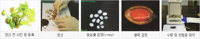 수집종자 검사 절차 이미지입니다.
								1. 정선전 사진 및 등록
								2. 정선
								3. 충실률 검정(x-ray)
								4. 활력 검정
								5. 수량 및 천립중 파악