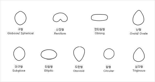 종자 형태 이미지입니다.
								구형(Globose/Spherical), 신장형(Reniform), 장타원형(Oblong), 난형(Ovoid/Ovate), 
								아구형(Subglose), 타원형(Elliptic), 도란형(Obvoid), 원형(Circular), 삼각형(Triginous)