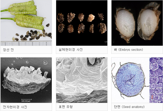 희귀식물(VU등급) 세뿔투구꽃 종자 형태 이미지입니다.
								정선전, 실제현미경 사진, 배(Embryo section), 전자현미경 사진, 표면 유형, 단면(Seed anatomy)