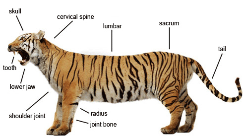 Classification of mammals is Skull, Cervical spine, Lumbar, Sacrum, Tooth, Lower jaw, Shoulder joint, Radius, Joint bone