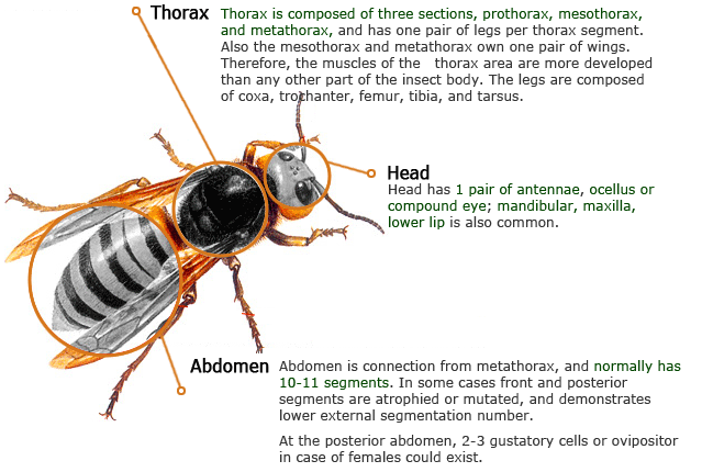 Insect structure