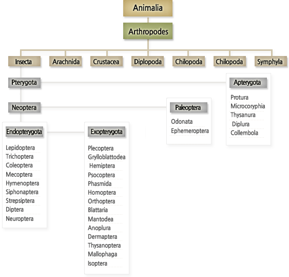 Insect classification system