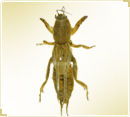 Mole cricket