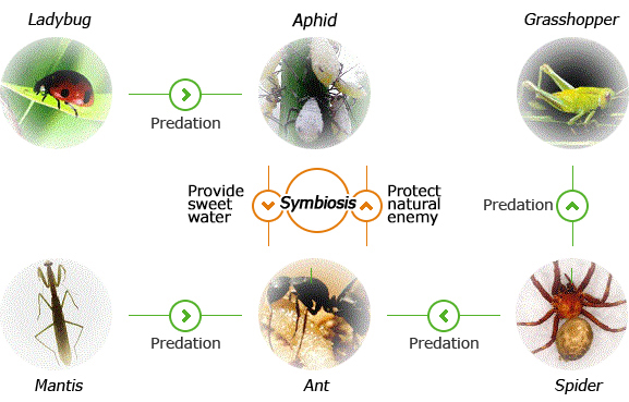 Lady bug, predation, aphid, provide sweet water, symbiosis, protection of natural enemy, locust, mantis, ant, spider