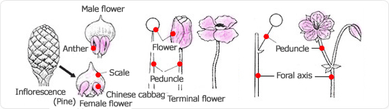 inflorescence, anther, male flower, scale, Chinese cabbage, female flower, (pine), flower, peduncle, terminal flower, peduncle, floral axis