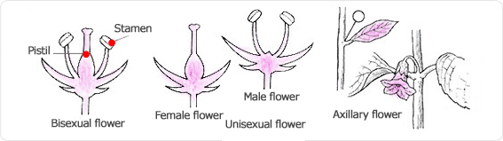 pistil, stamen, bisexual flower, female flower, male flower, unisexual flower, axillary flower