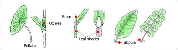 stipule, stipule plant, stem, leaf tobacco, stipule