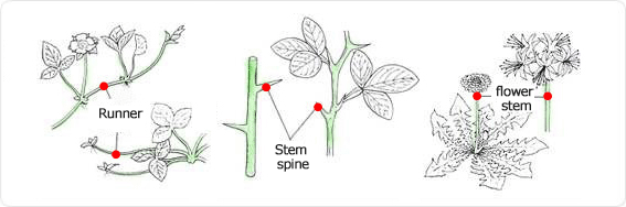 Quercus dentate stem, Stem spine, flower stem