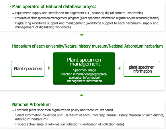 Process of Plant specimen DB formation