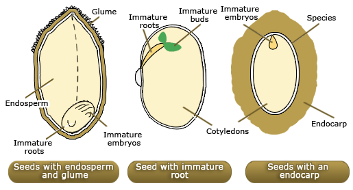 Seed structure(Seeds with endosperm and glume, Seeds with immature roots, Seeds with an endocarp)